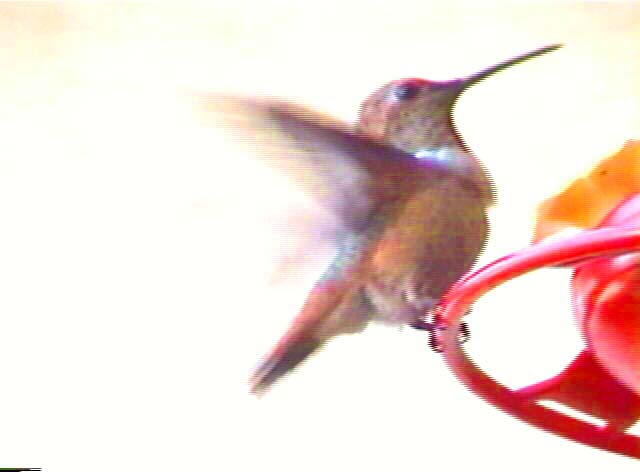 Allen's hummingbird, Selasphorus sasin