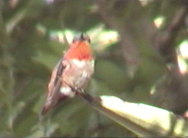 Allen's hummingbird  Selasphorus sasin