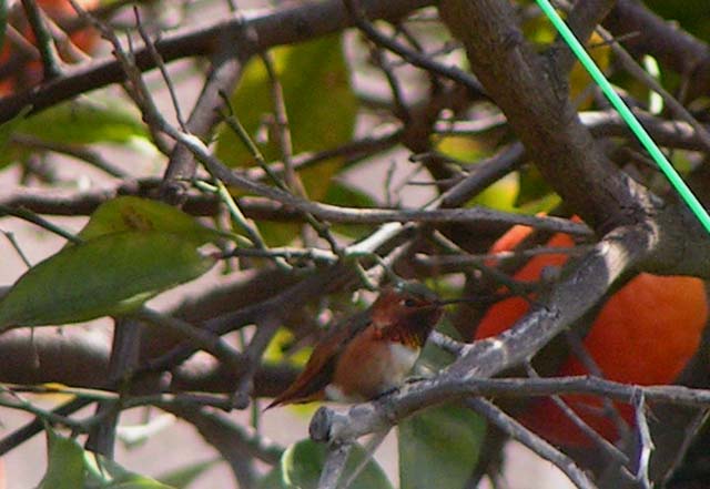 Allen's hummingbird  Selasphorus sasin