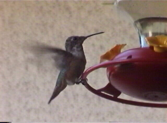 Allen's hummingbird  Selasphorus sasin