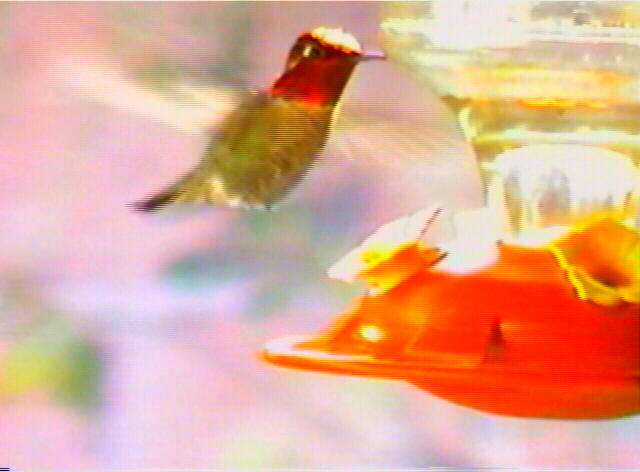 Anna's Hummingbird
 Calypte anna