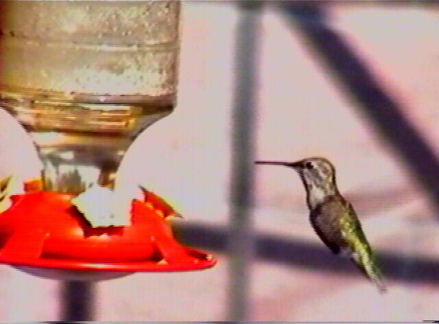 Anna's Hummingbird Calypte anna