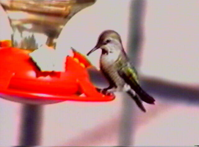 Anna's Hummingbird Calypte anna