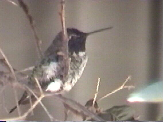 Anna's Hummingbird
 Calypte anna