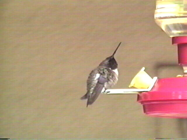 Anna's Hummingbird
 Calypte anna