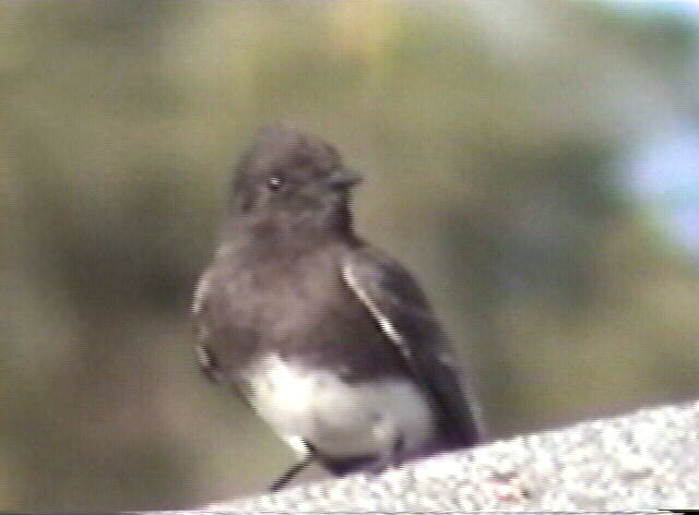 Black Phoebe
Sayornis nigricans