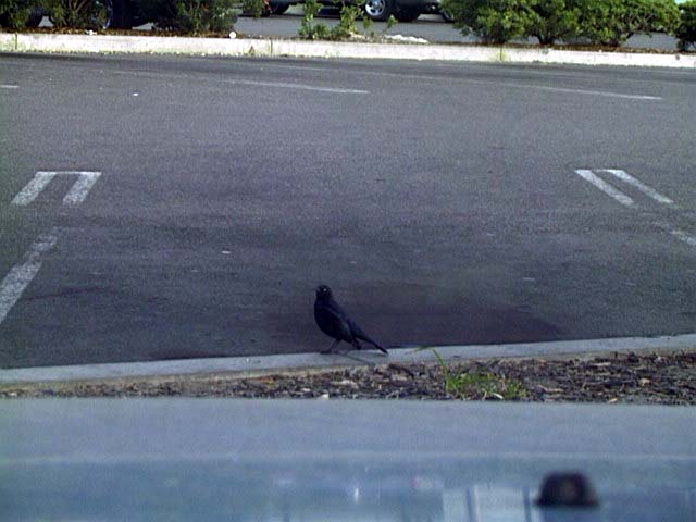 Brewer&apos;s Blackbird, Euphagus cyanocephalus