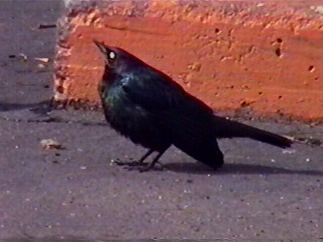 Brewer&apos;s Blackbird, Euphagus cyanocephalus