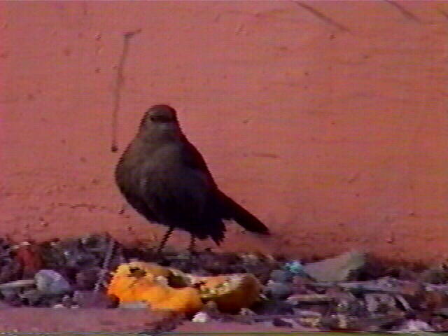 Brewer&apos;s Blackbird, Euphagus cyanocephalus