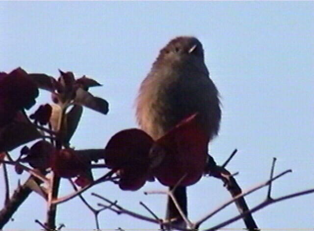 Bushtit
Psaltriparus minimus