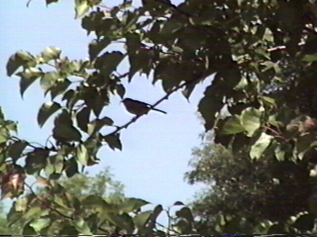 Bushtit
Psaltriparus minimus