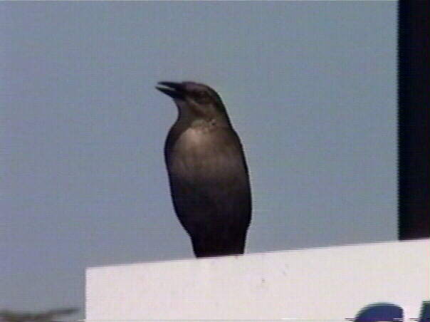 Great-Tailed Grackle
Quiscalus mexicanus