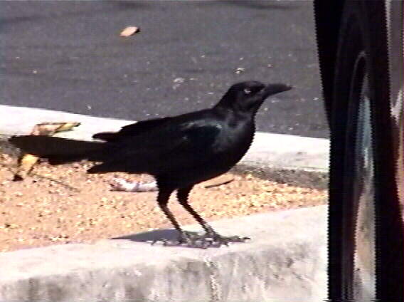 Great-Tailed Grackle
Quiscalus mexicanus