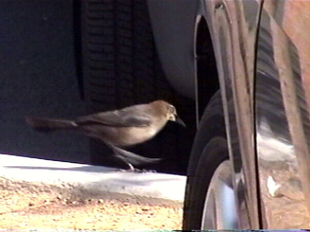 Great-Tailed Grackle, Quiscalus mexicanus