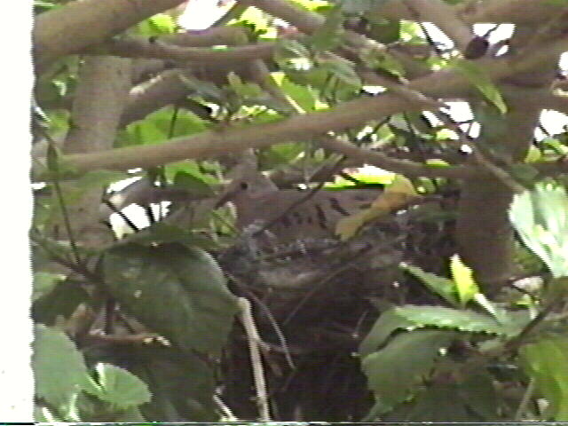 Ground Dove
Columbina passerina