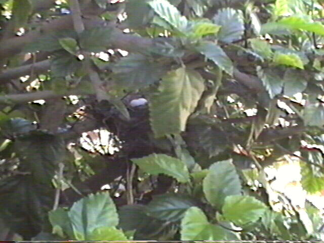 Ground Dove
Columbina passerina