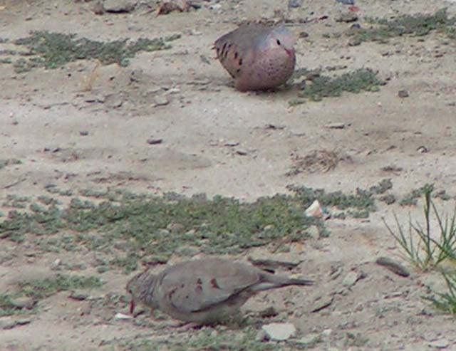 Ground Dove, Columbina passerina