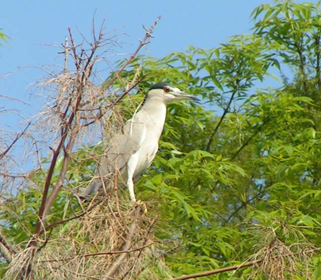 Black-Crowned Night-Heron, Nycticorax nycticorax