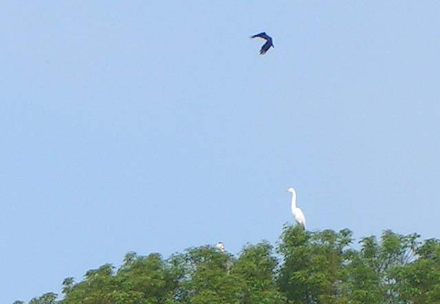 Black-Crowned Night-Heron, Nycticorax nycticorax