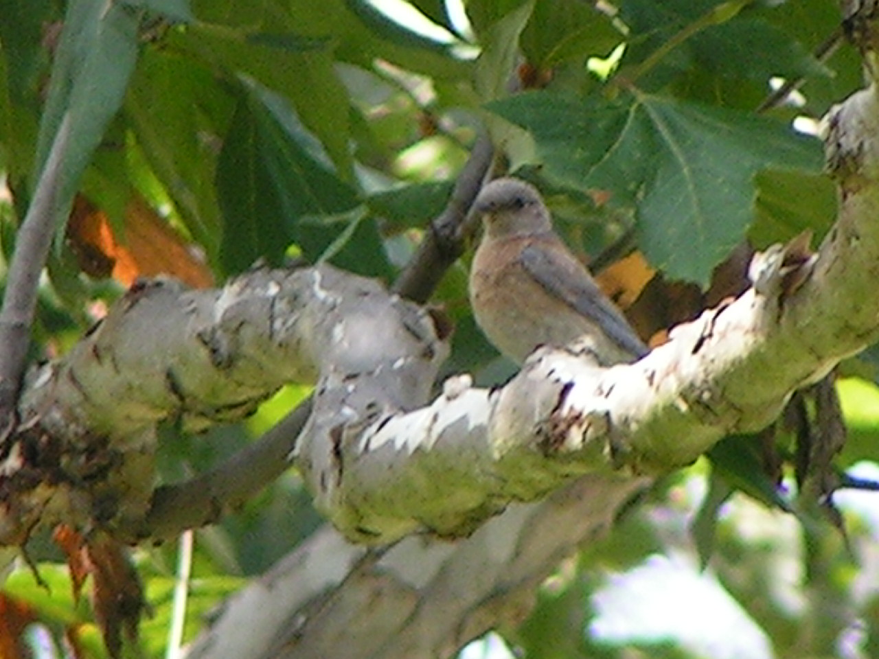 Western Bluebird, Sialia mexicana