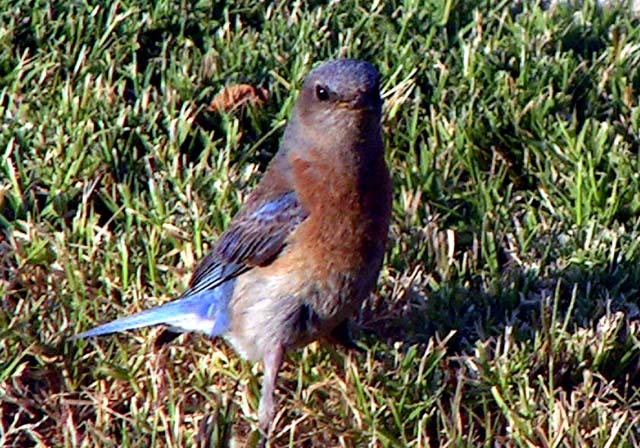 Western Bluebird, Sialia mexicana