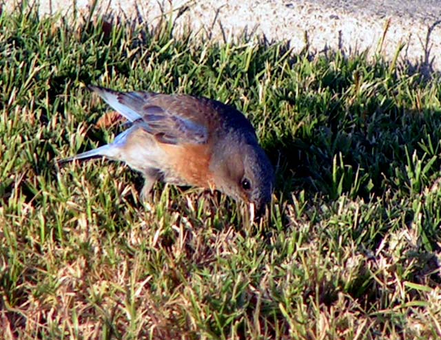 Western Bluebird, Sialia mexicana