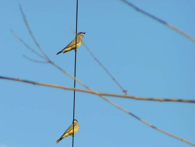 Tropical Kingbird, Tyrannus melancholicus