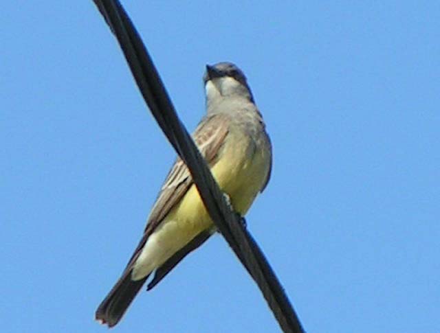 Cassin's Kingbird, Tyrannus vociferans