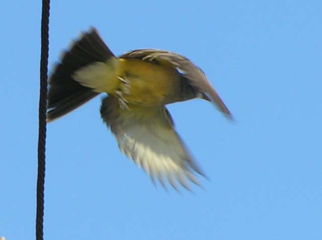 Tropical Kingbird, Tyrannus melancholicus