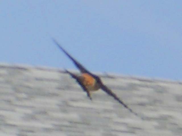 Cliff Swallow, Hirundo pyrrhonota