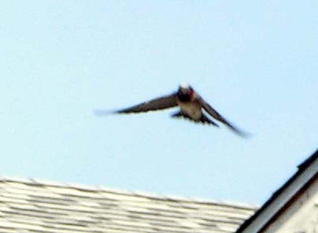 Cliff Swallow, Hirundo pyrrhonota