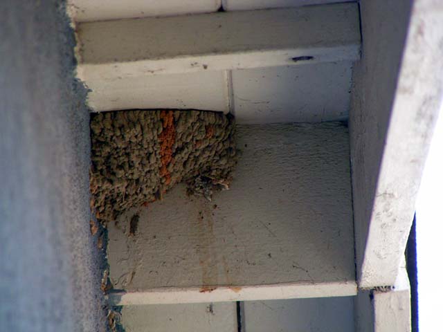 Cliff Swallow, Hirundo pyrrhonota