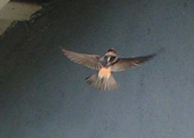 Cliff Swallow, Hirundo pyrrhonota