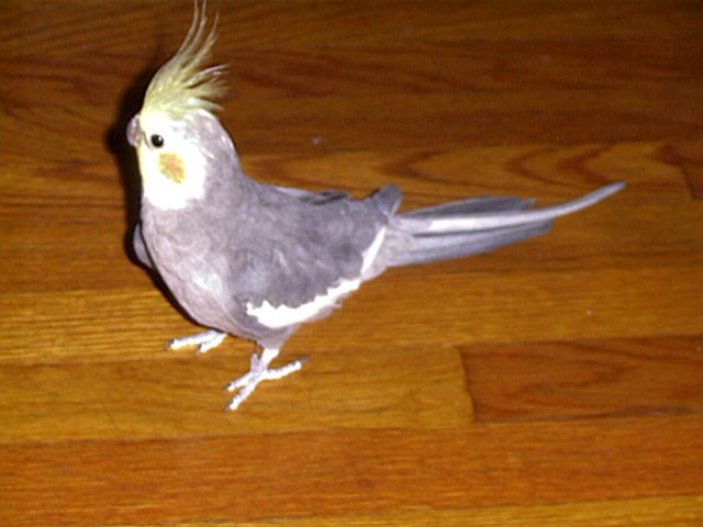 cockatiel,
 Nymphicus hollandicus