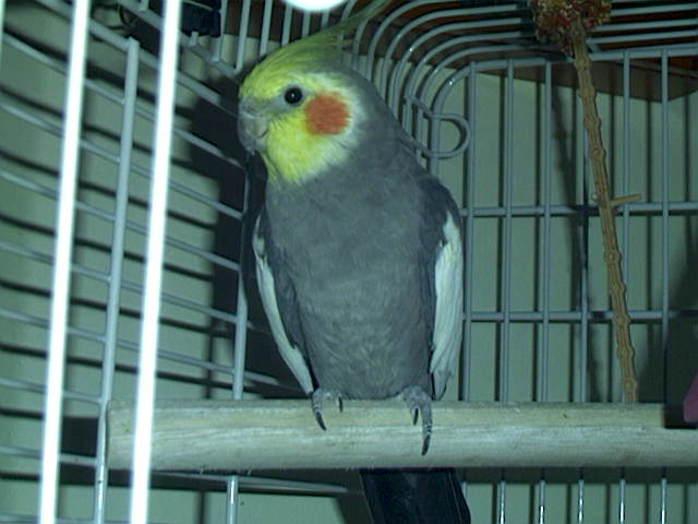 cockatiel,
 Nymphicus hollandicus