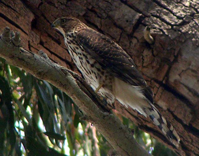 Cooper's Hawk, Accipiter cooperii