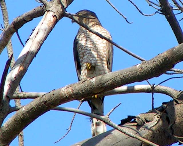 Cooper's Hawk, Accipiter cooperii