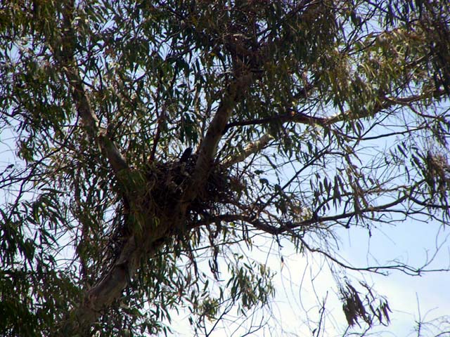 Cooper's Hawk, Accipiter cooperii