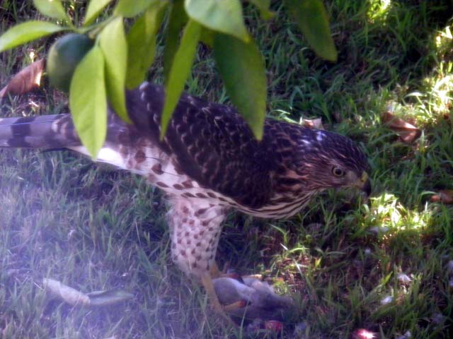 Cooper's Hawk, Accipiter cooperii