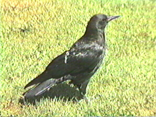 American Crow, Corvus brachyrynchos