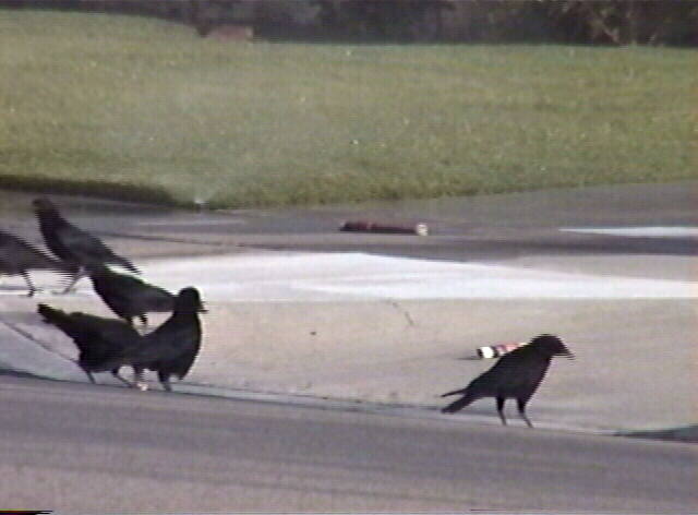 American Crow,
 Corvus brachyrynchos