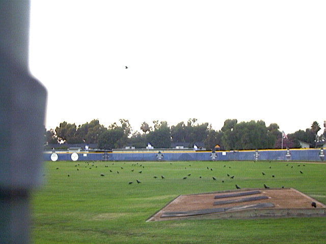 Crow, Corvus brachyrynchos