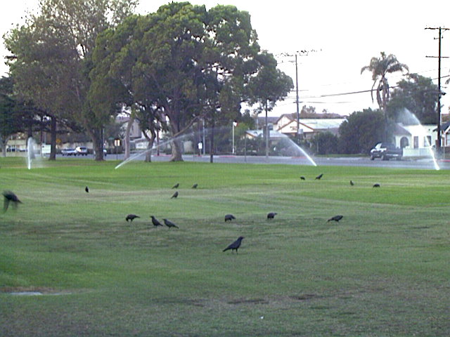 Crow, Corvus brachyrynchos
