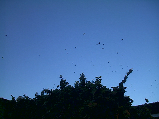 American Crow,
 Corvus brachyrynchos