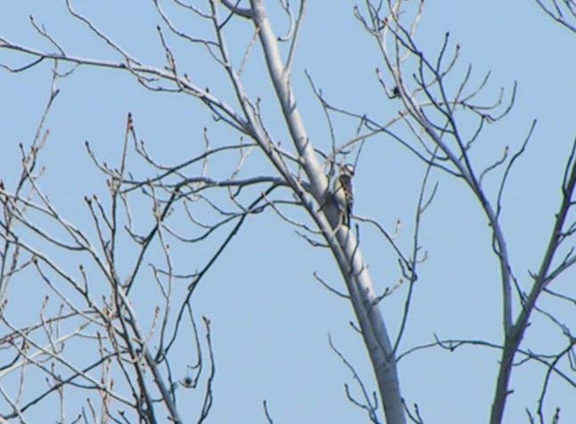 Downy Woodpecker, Picoides pubescens