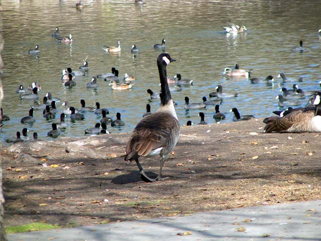 Canada Goose, Branta canadensis