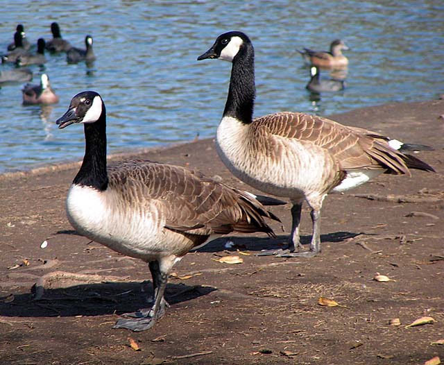 Canada Goose, Branta canadensis