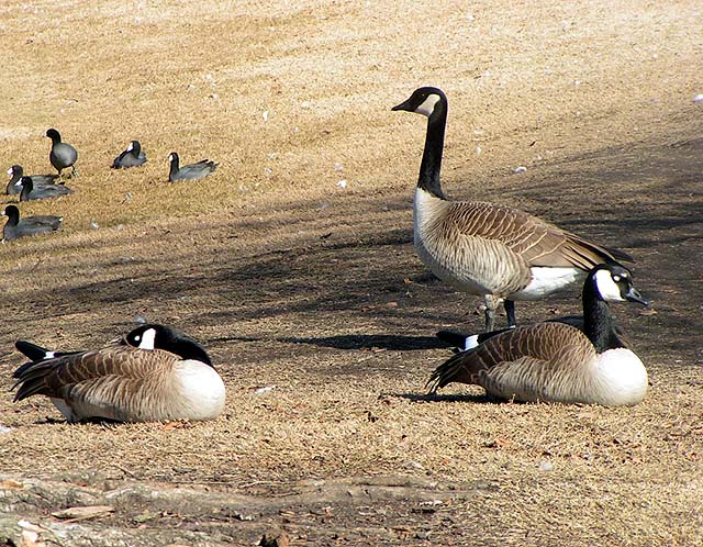 Canada Goose, Branta canadensis