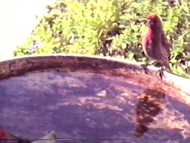 house finch, Carpodacus mexicanus