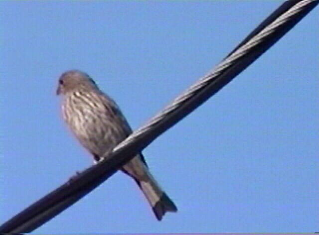 house finch, Carpodacus mexicanus